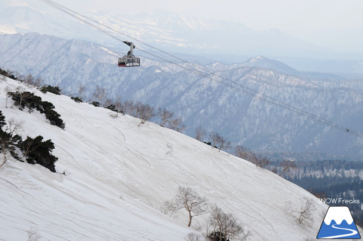 大雪山旭岳ロープウェイスキー場　カムイミンタラ『神々の遊ぶ庭』で春を楽しむ！